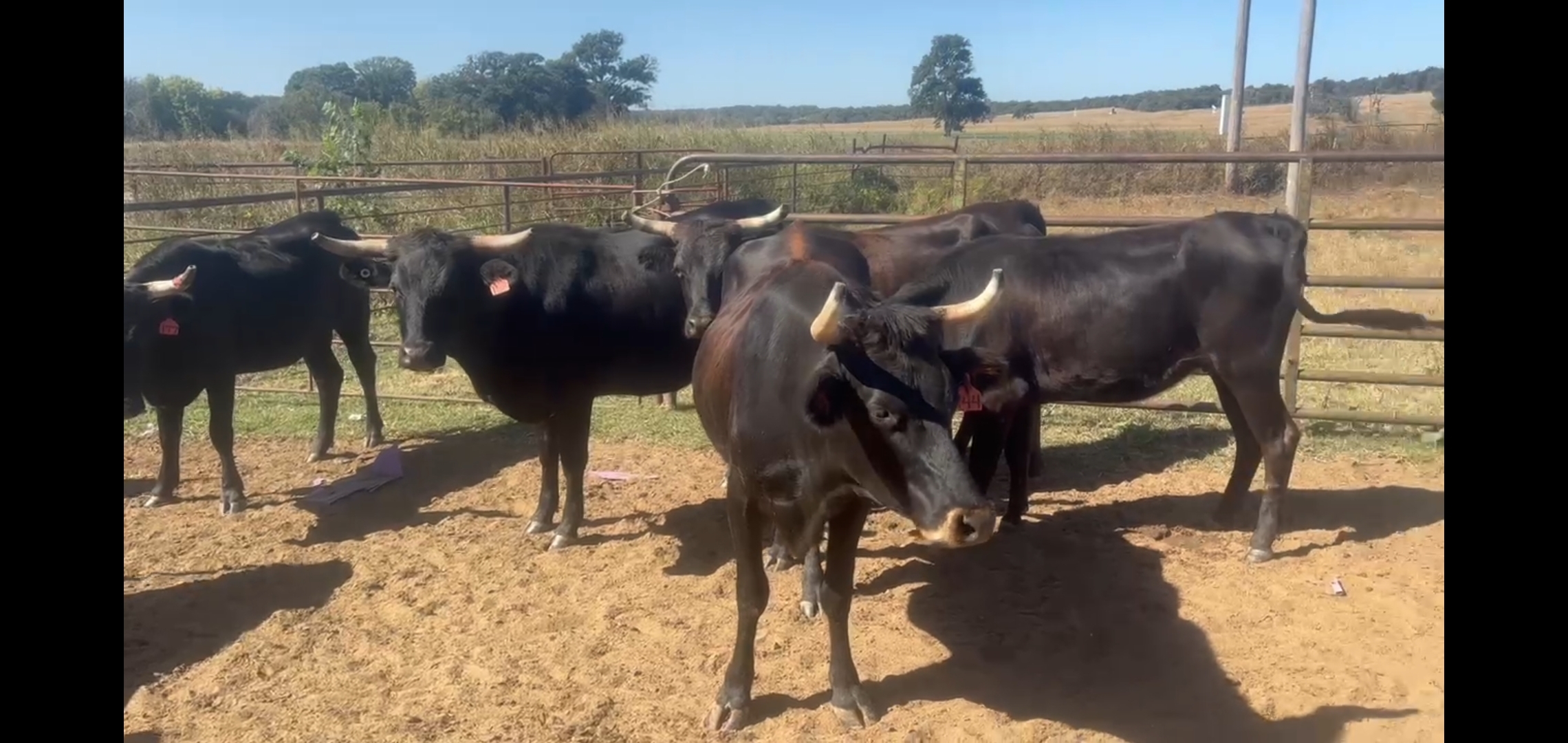 48 - Corriente Bred Heifers and Cows - Oklahoma
